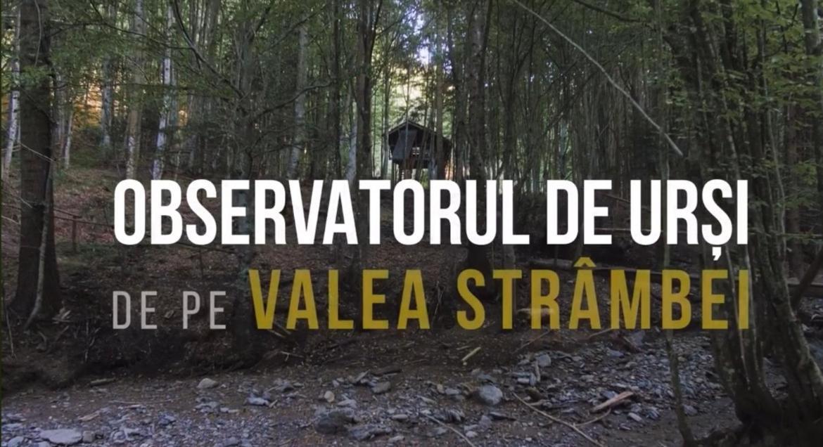 Valea Salbatica Hotel Újsinka Kültér fotó